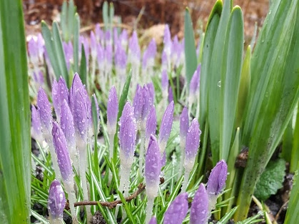 Blommor skyddar sig när det blåser kallt. Självledarskap!