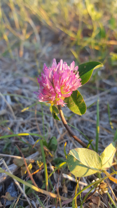 Trygg att stå stark i sig själv, precis som en blomma.